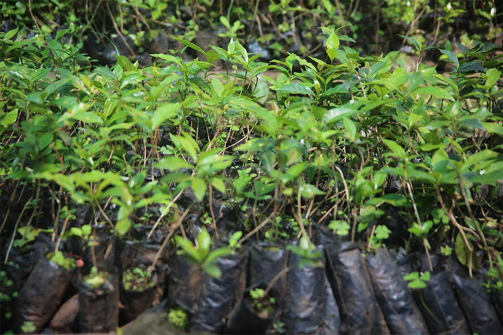 coffee-experience-in-kisoro-near-mgahinga-national-park