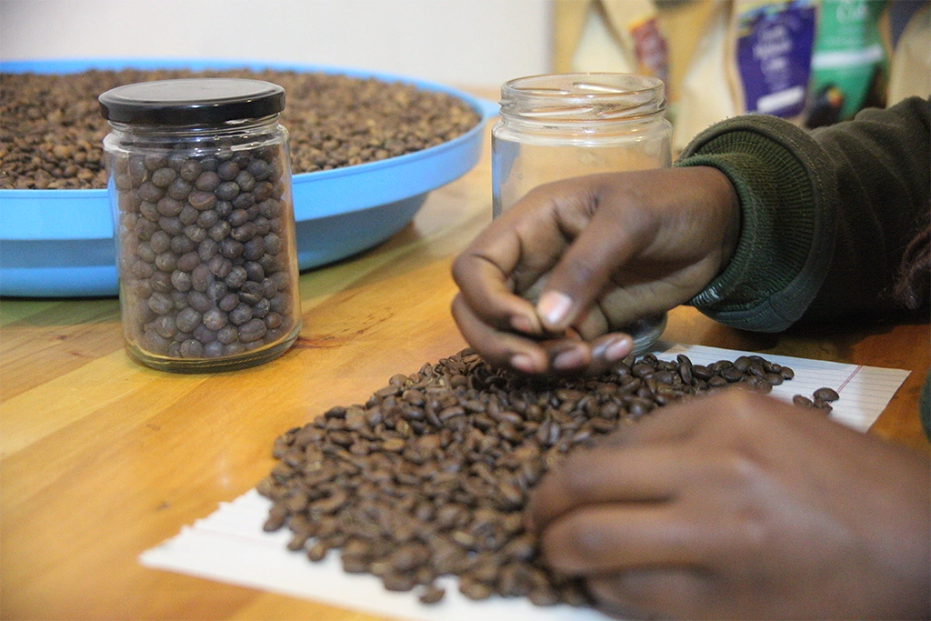 coffee-experience-in-kisoro-near-mgahinga-national-park