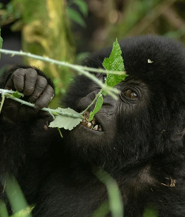 a-4-day-gorilla-trekking-and-cultural-immersion-in-kisoro