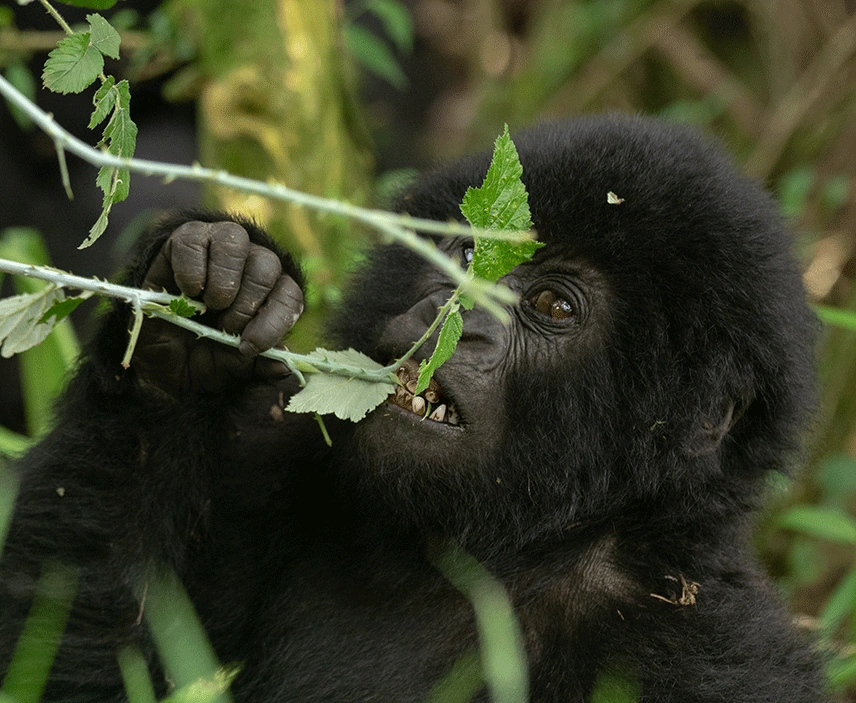 a-4-day-gorilla-trekking-and-cultural-immersion-in-kisoro