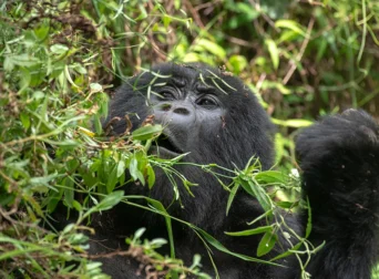 getting-to-mgahinga-gorilla-national-park-from-kisoro-town