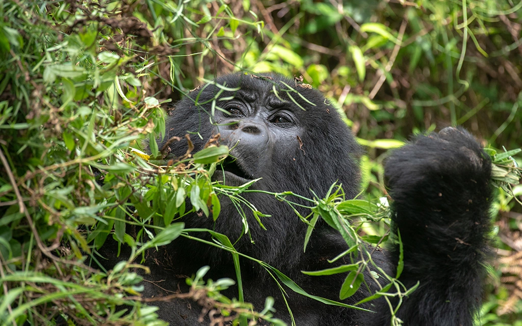 getting-to-mgahinga-gorilla-national-park-from-kisoro-town